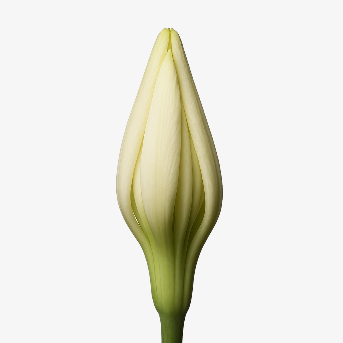 Florum Perfume Oil